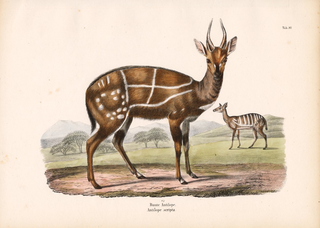 Geschirrter Antilope mit Jungtier von Conrad Kull