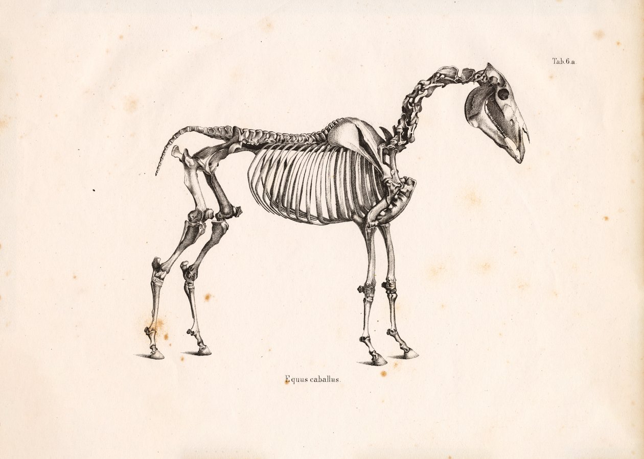 Pferdeskelett von Conrad Kull