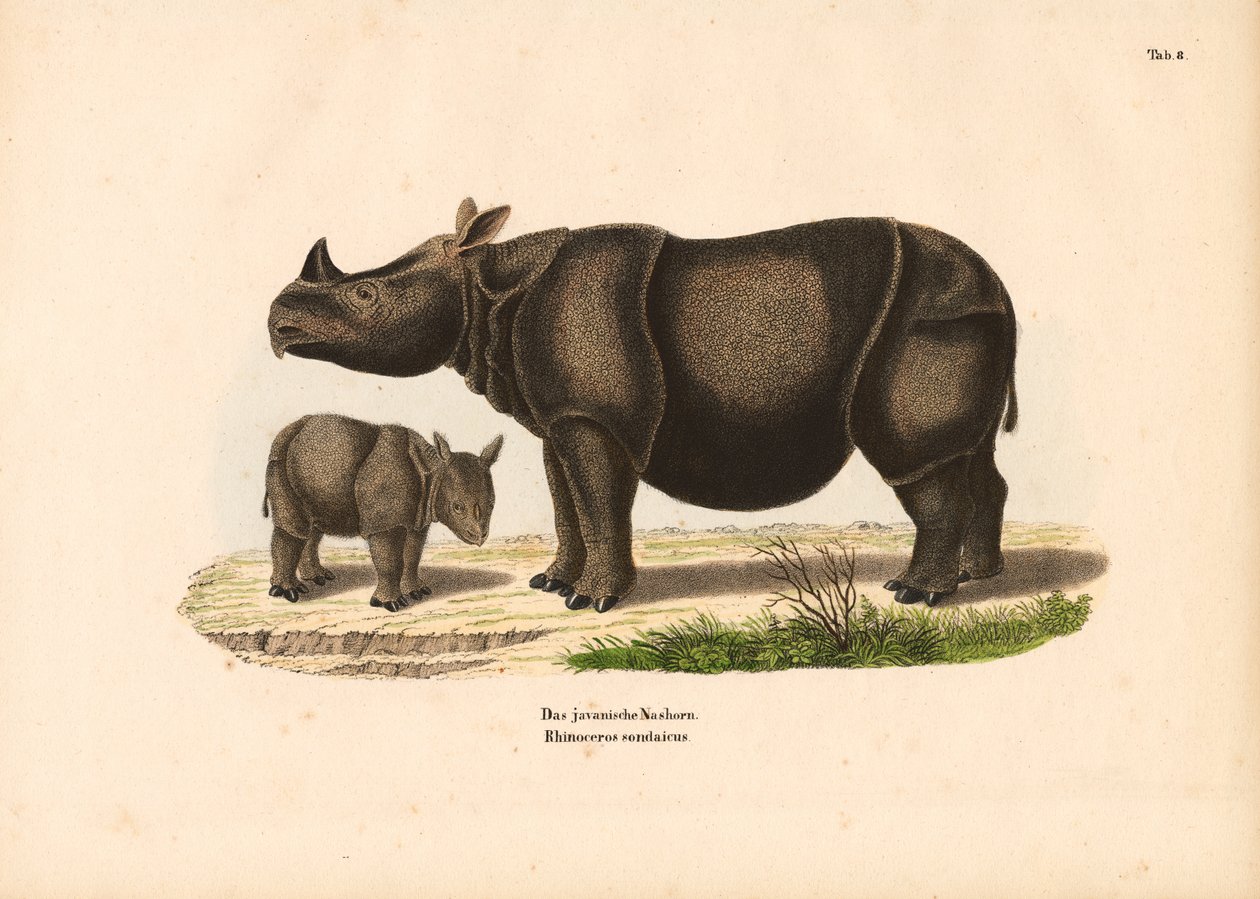 Javanisches Nashorn mit Kalb von Conrad Kull