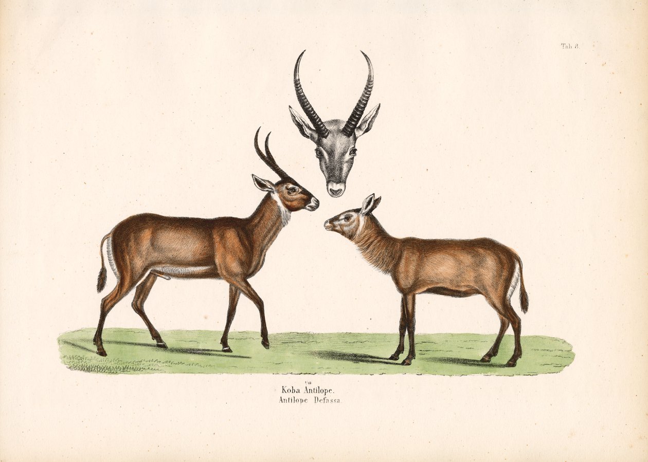 Koba-Antilope von Conrad Kull