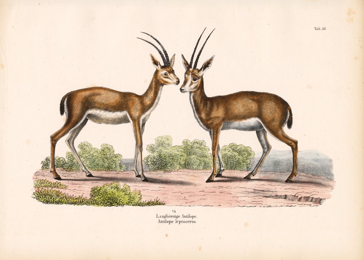 Langhornantilope in Savannenlandschaft von Conrad Kull