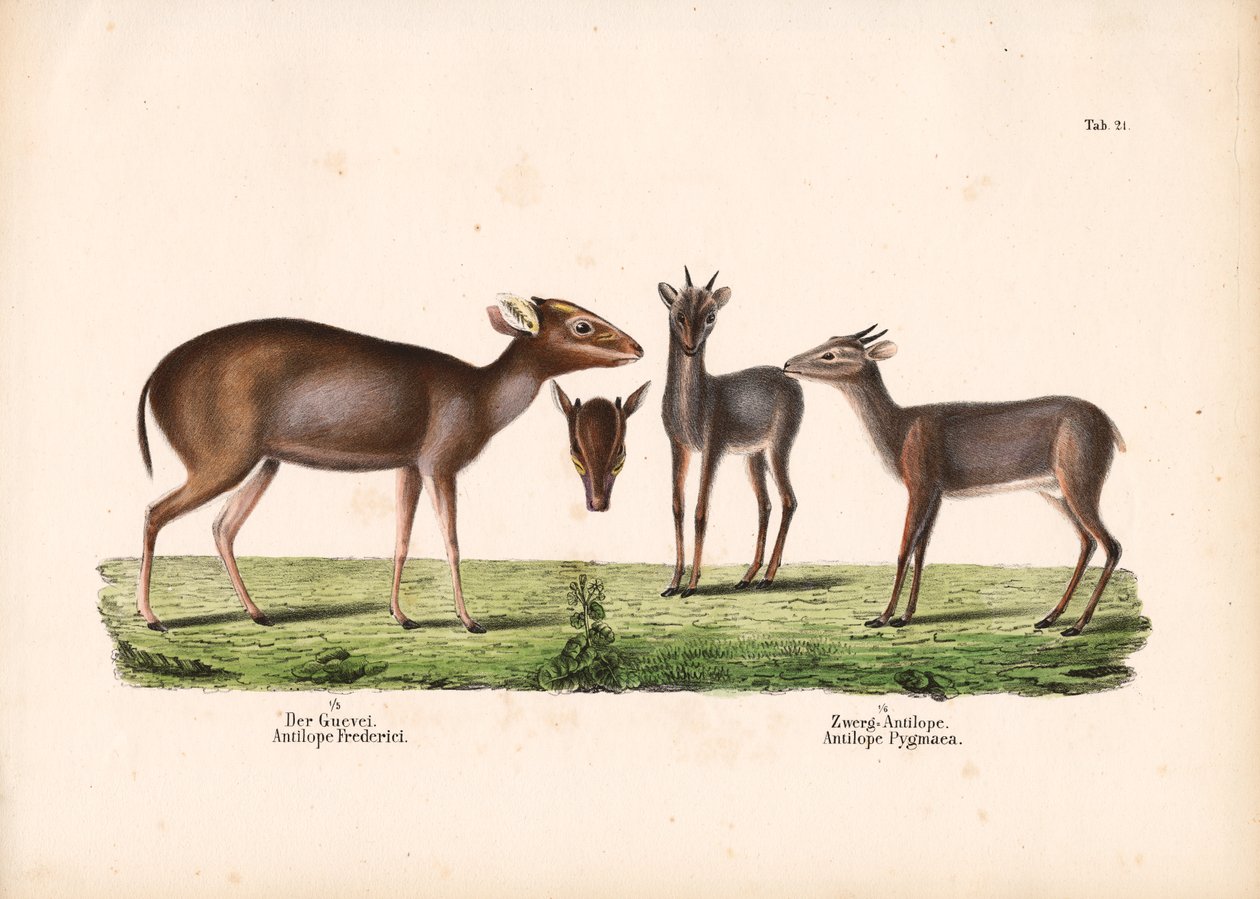Maxwells Duiker und Königsantilope von Conrad Kull