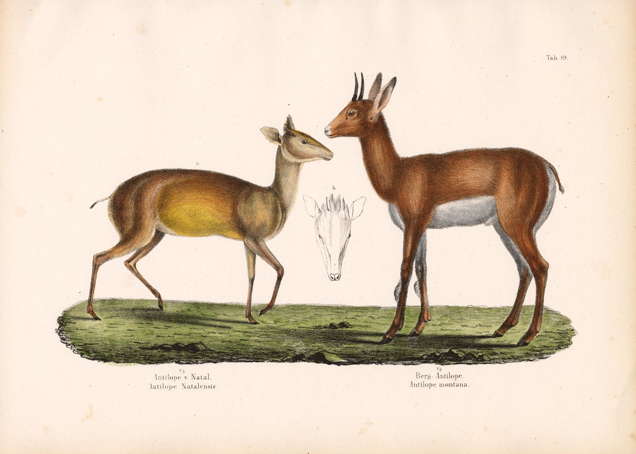 Natal-Antilope und Bergantilope von Conrad Kull
