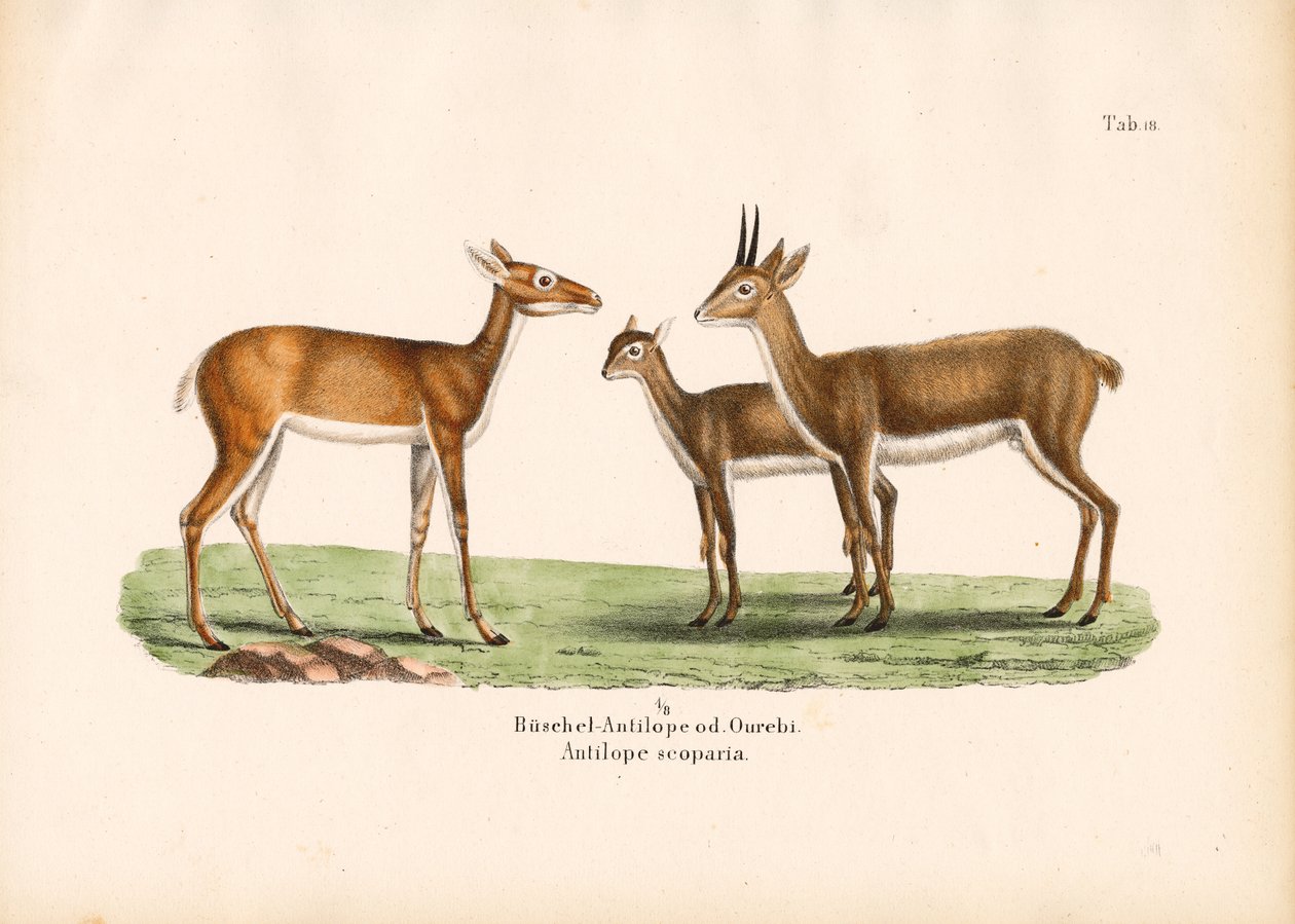 Oribi-Antilopen in Familie von Conrad Kull