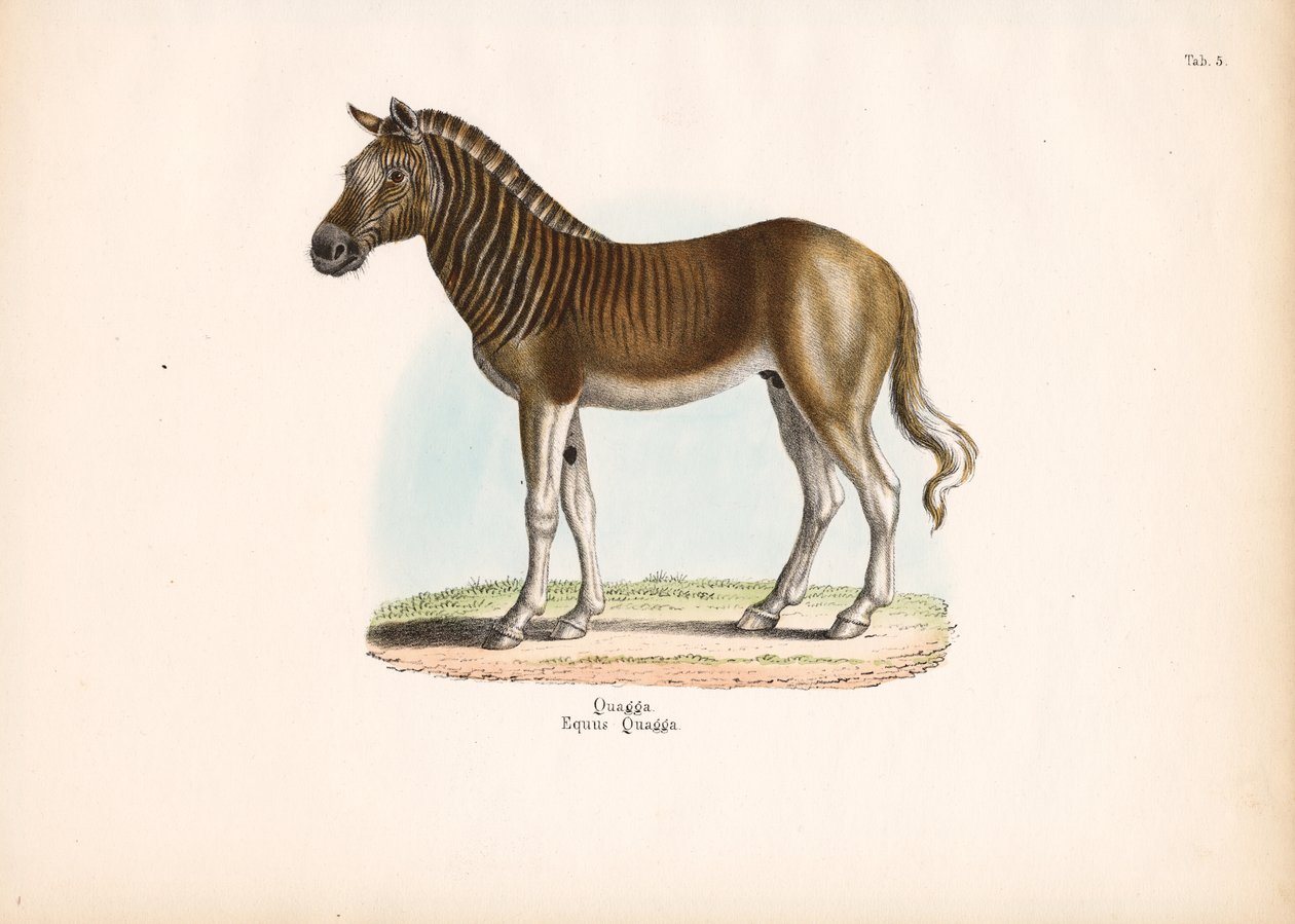 Quagga von Conrad Kull