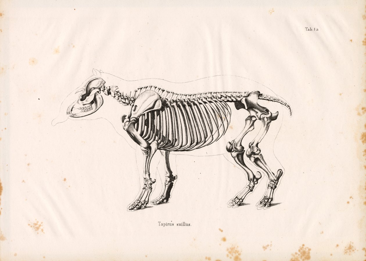 Skelett des Flachlandtapirs von Conrad Kull