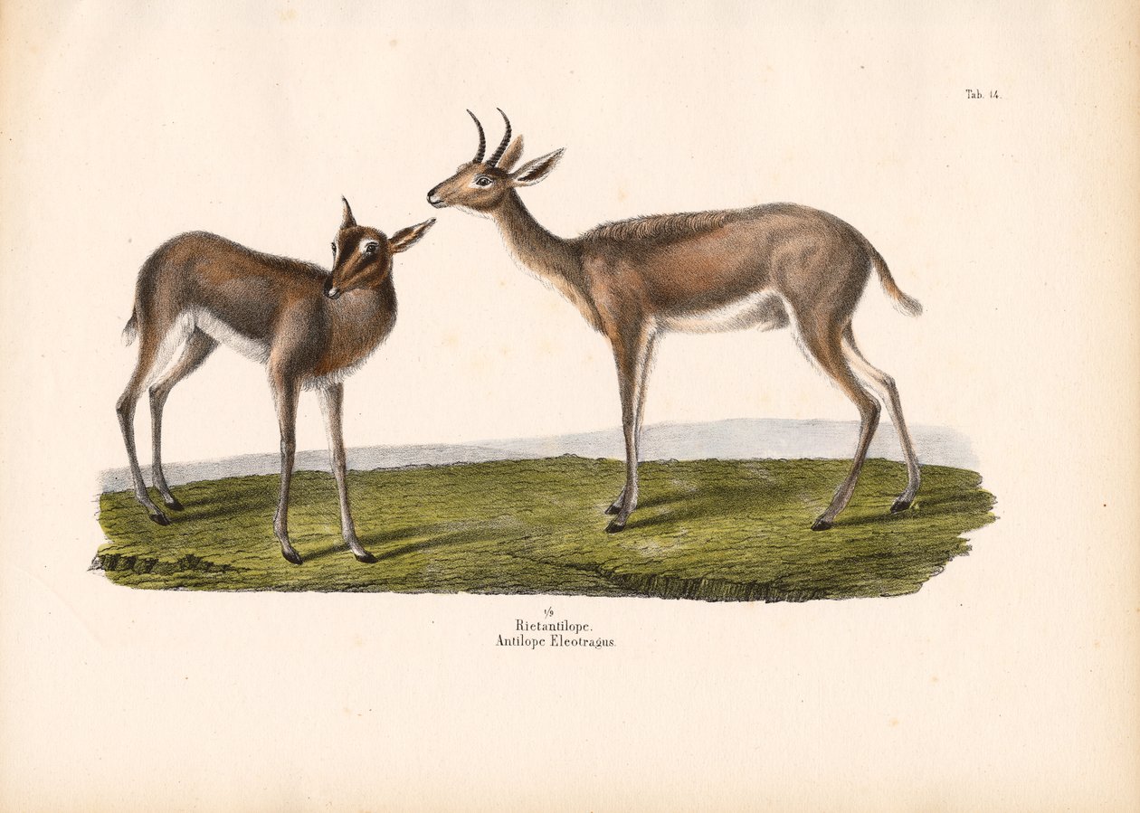 Südlicher Riedbock von Conrad Kull