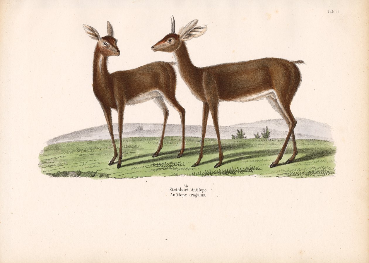 Steinböckchen von Conrad Kull