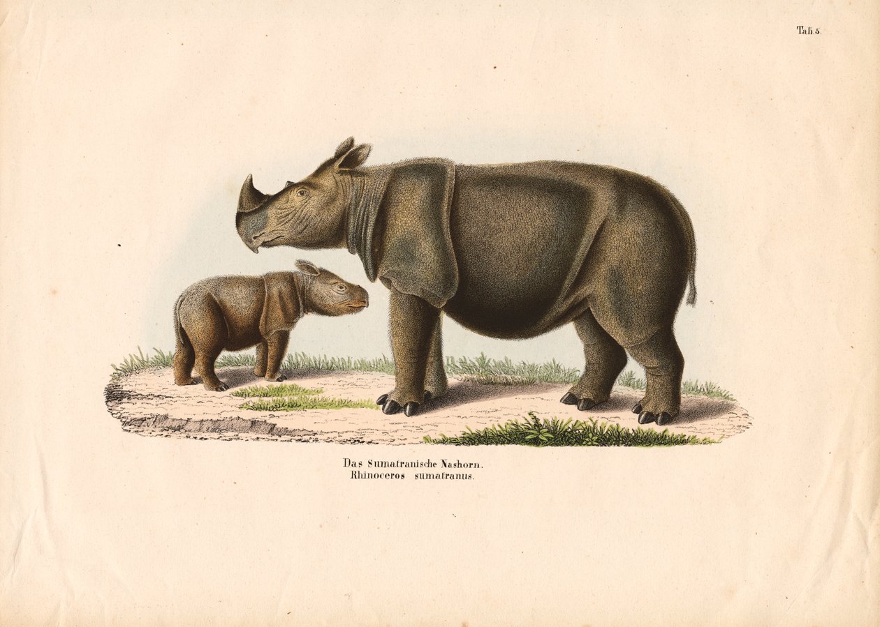 Sumatra-Nashorn mit Kalb von Conrad Kull
