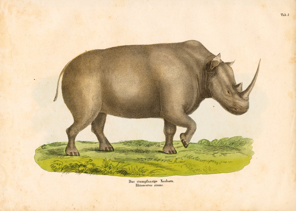 Das Breitmaulnashorn von Conrad Kull