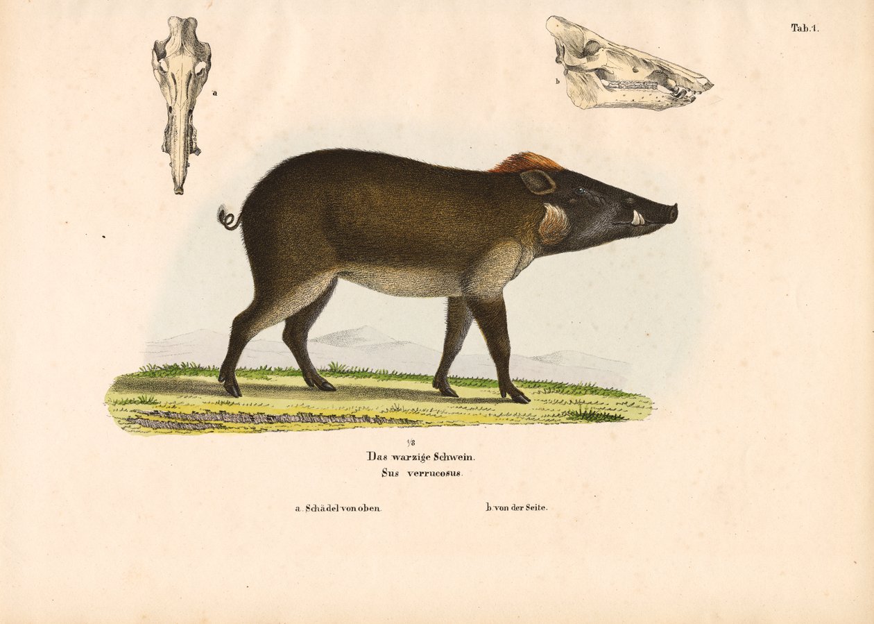 Warzenschwein von Conrad Kull