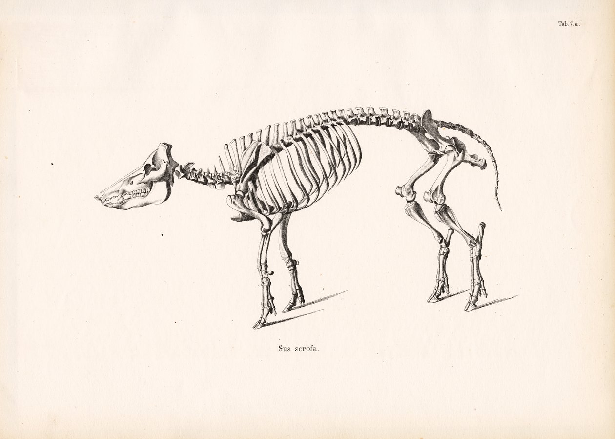 Wildschweinskelett von Conrad Kull