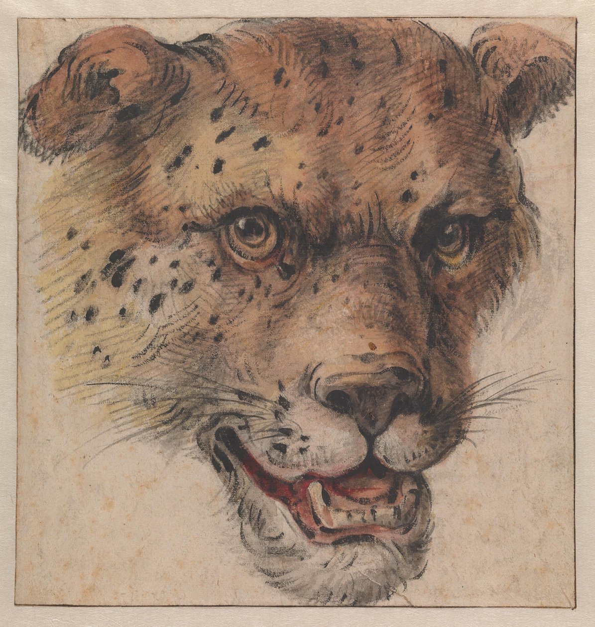Der Kopf eines Leoparden von Cornelis Saftleven