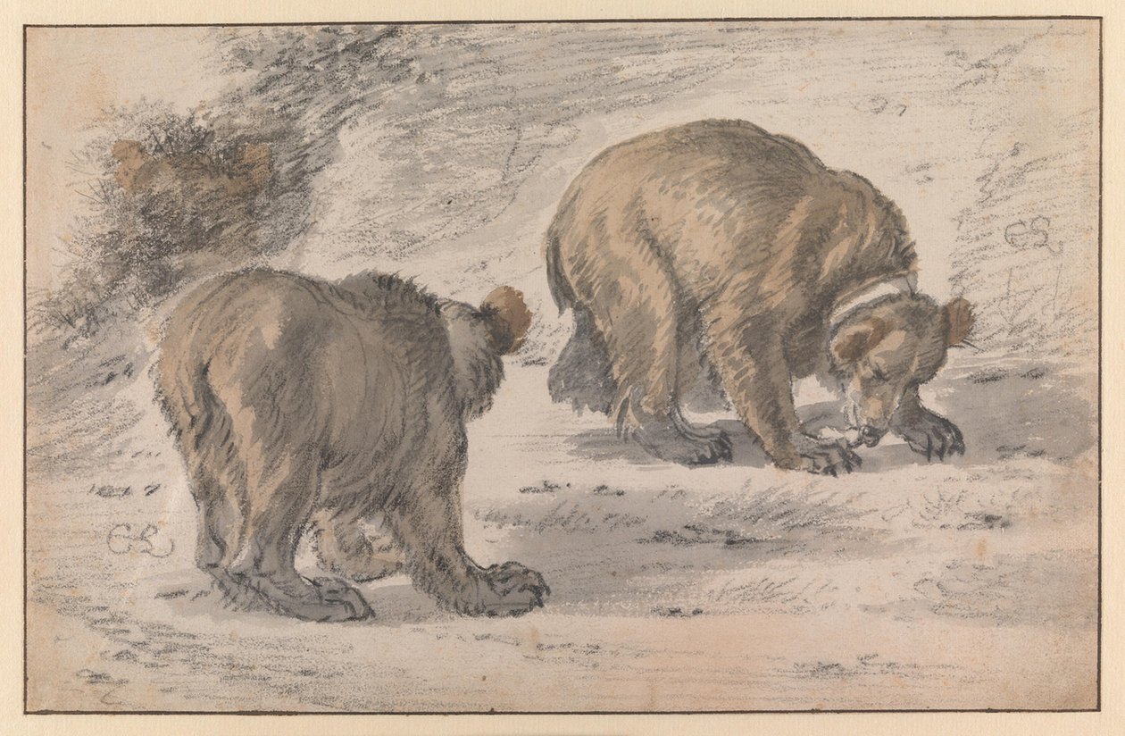 Ein Bär in verschiedenen Haltungen von Cornelis Saftleven