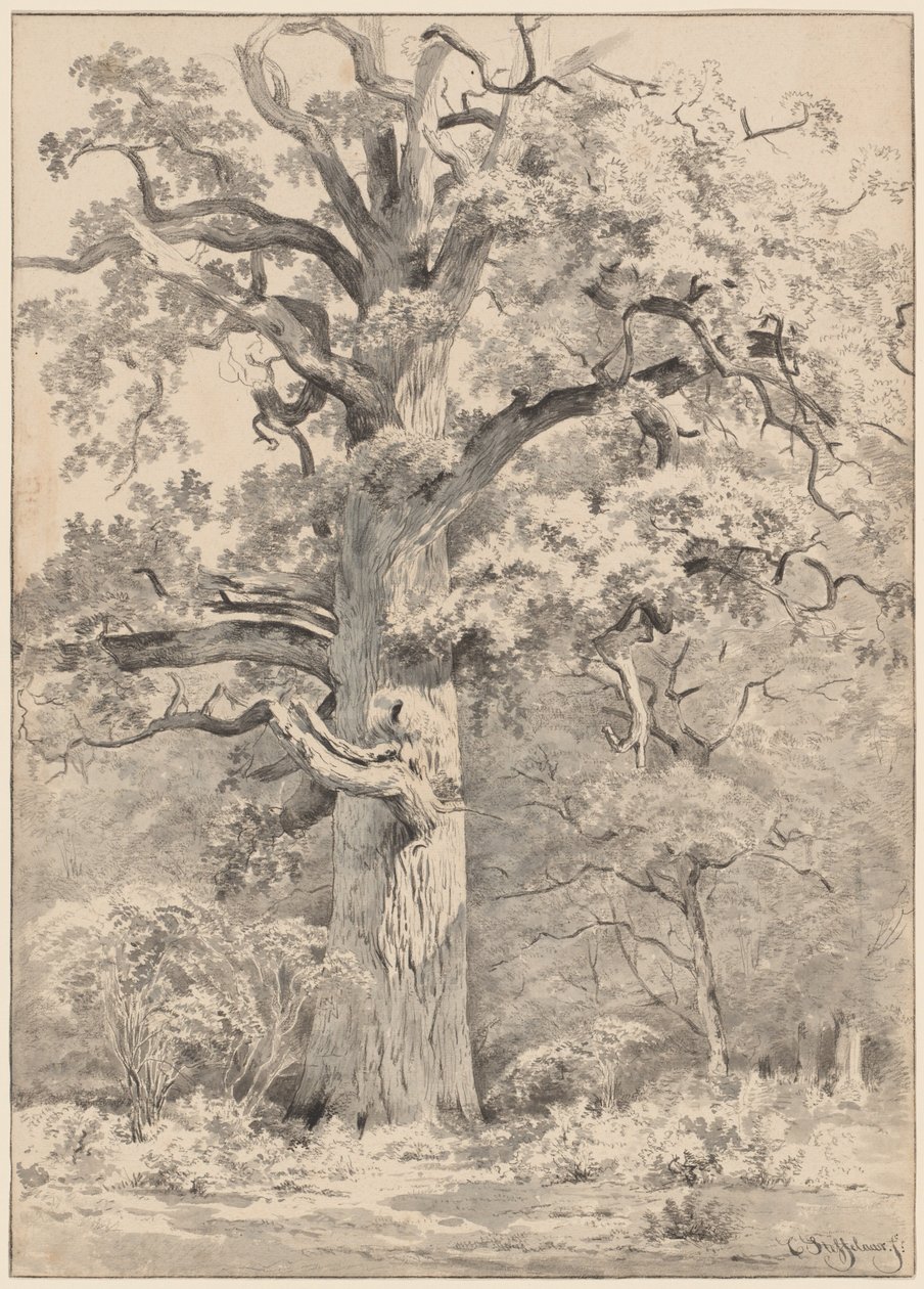 Eine riesige Eiche am Waldrand von Cornelis Steffelaar