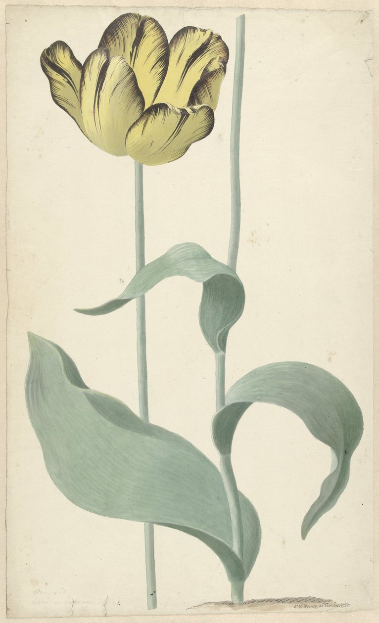 Die Tulpe Bizard Louis d