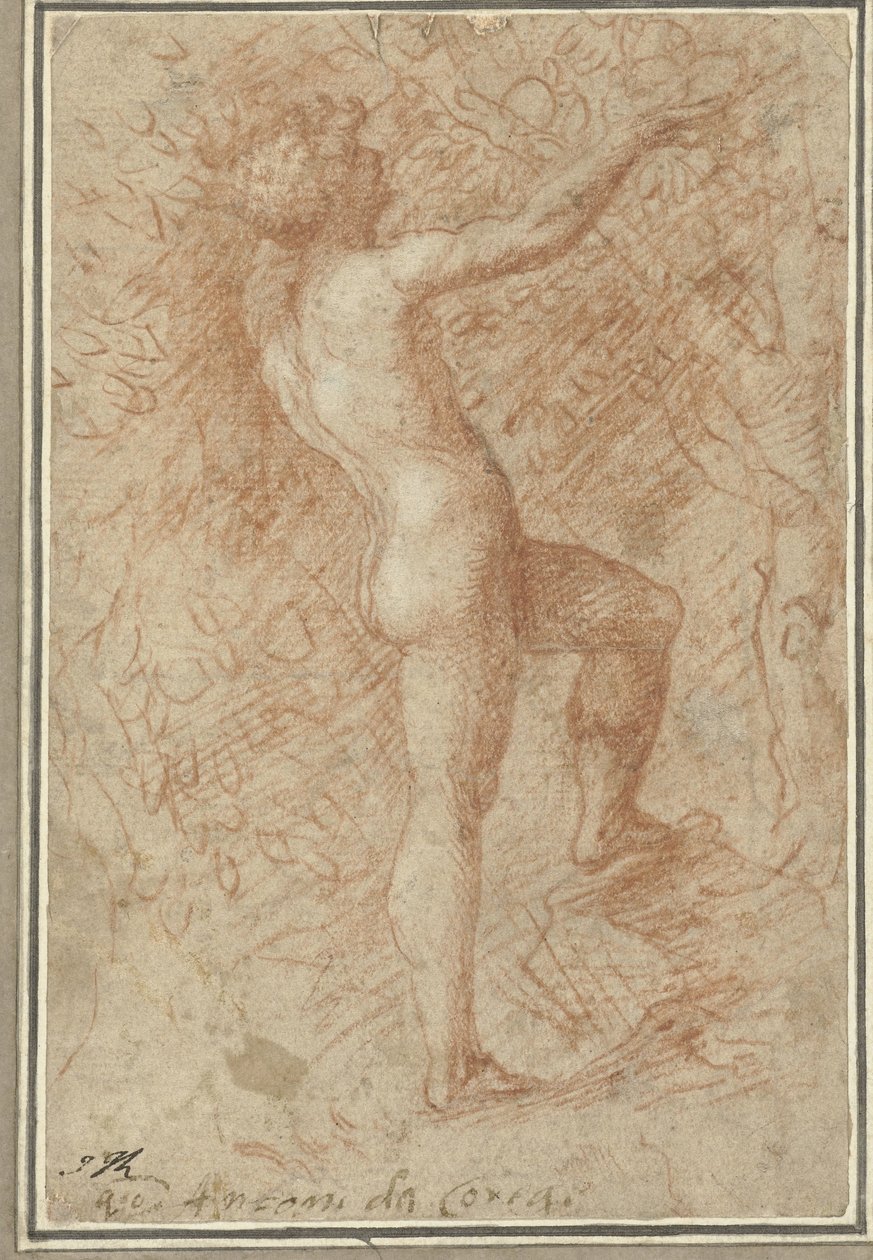 Adam pflückt den Apfel vom Baum von Correggio