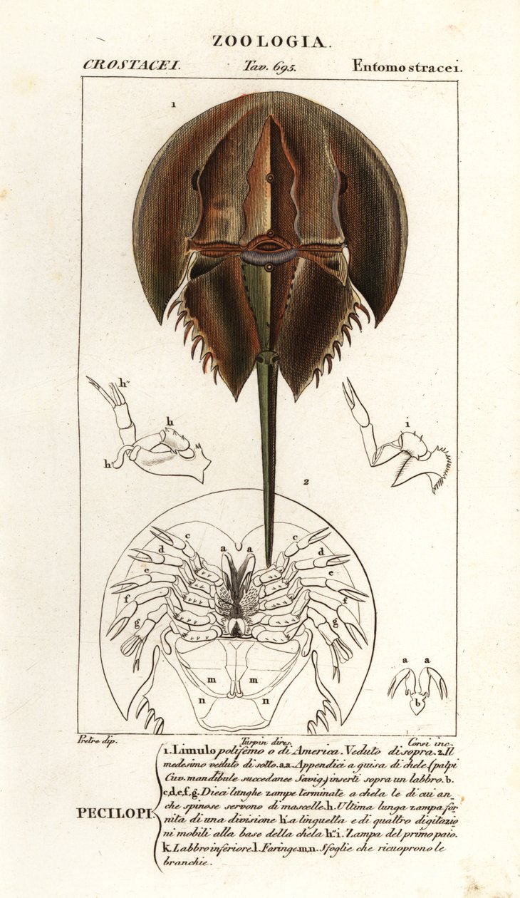 Atlantische Hufeisenkrabbe, Limulus polyphemus von Corsi Corsi