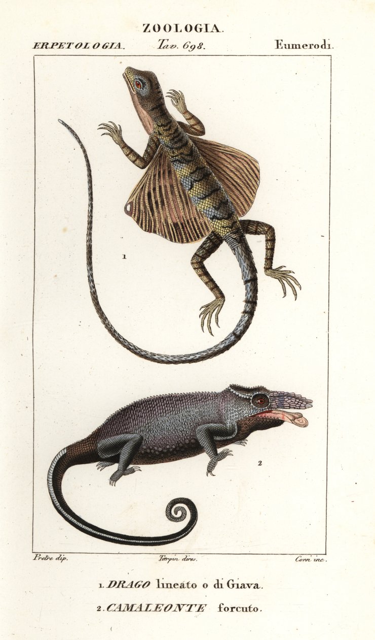 Flugdrache und Zweihornchamäleon von Corsi Corsi