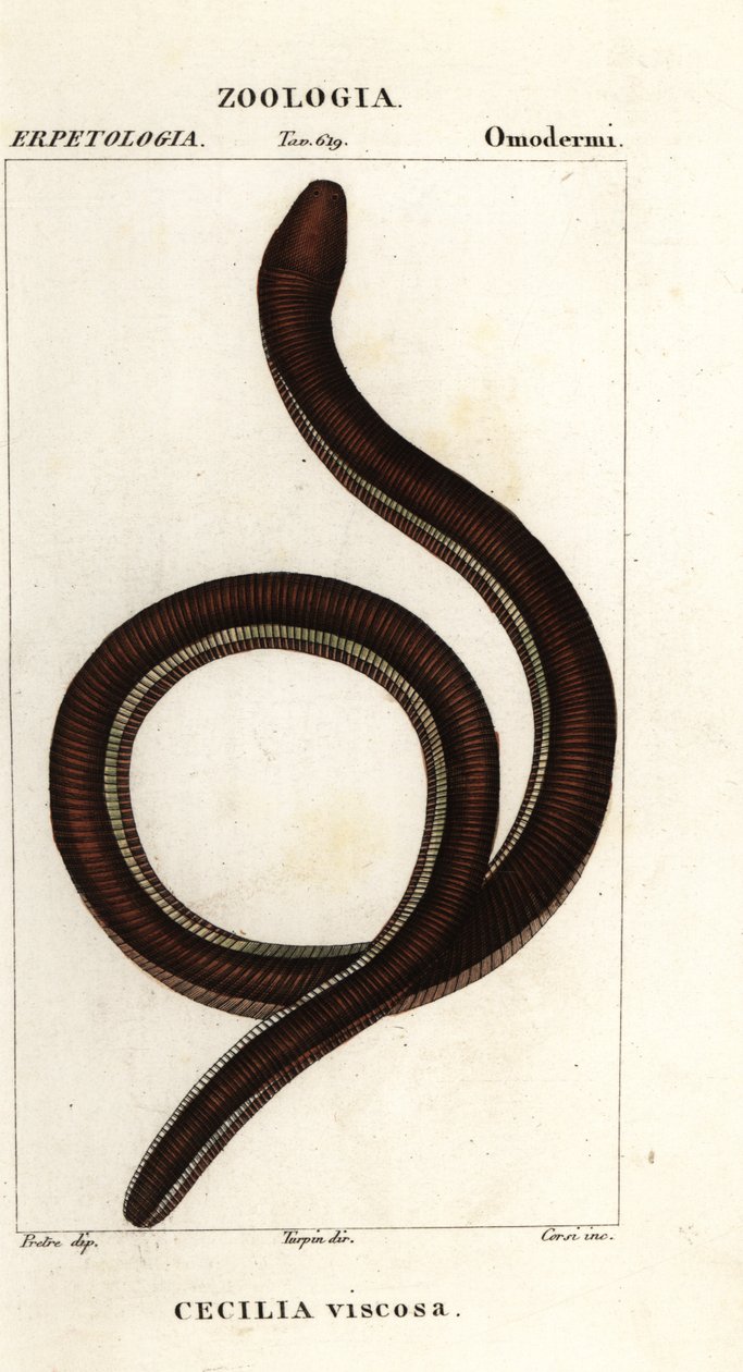 Gemeiner Gelbbindenwurm, Ichthyophis glutinosus von Corsi Corsi