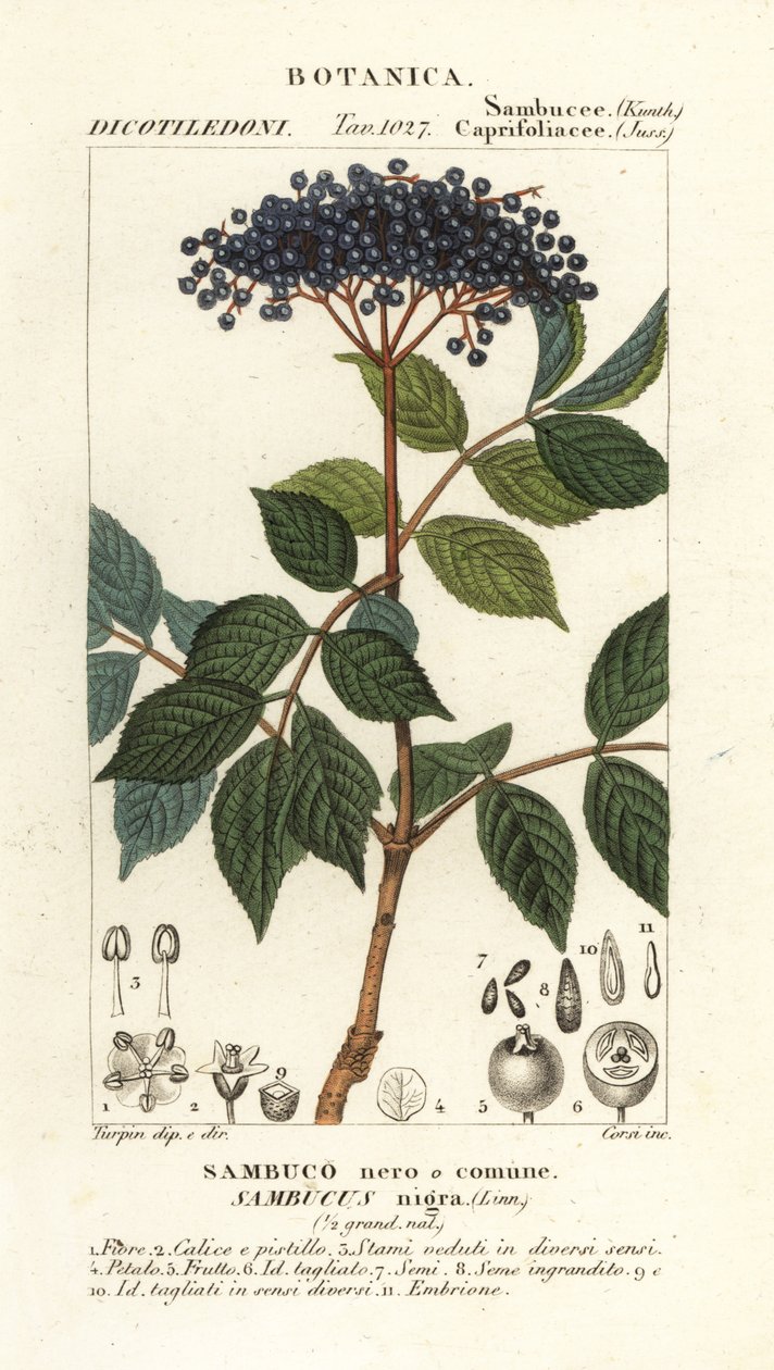 Schwarzer Holunder, Sambucus nigra von Corsi Corsi