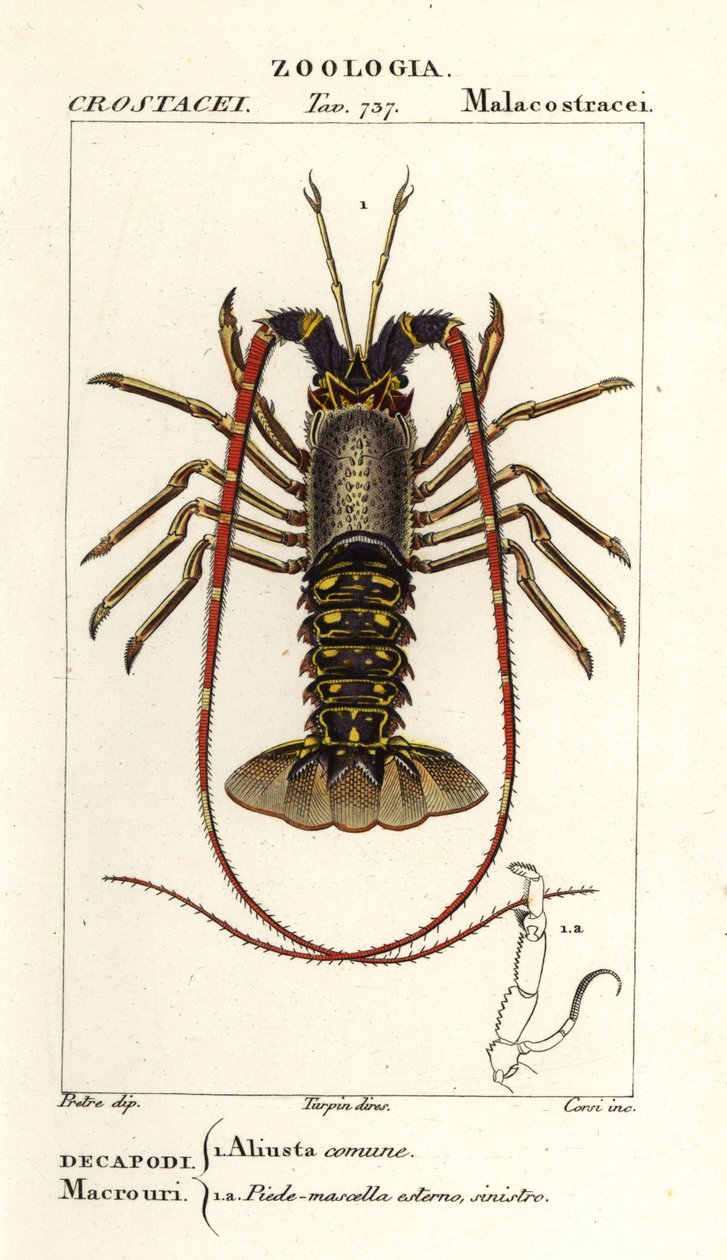 Europäischer Langusten, Palinurus elephas von Corsi Corsi