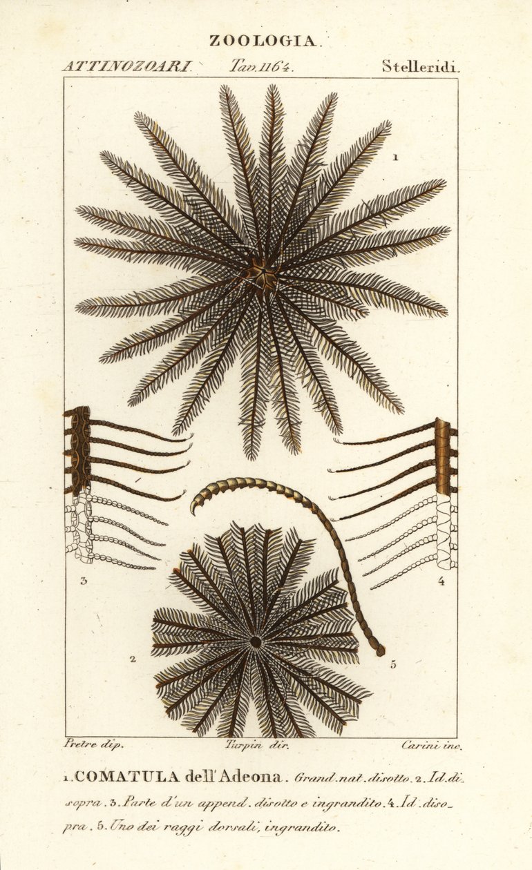 Federstern, Oligometrides adeonae, Comatula adeonae von Corsi Corsi