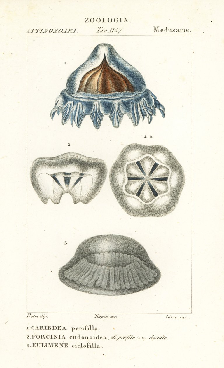 Helmqualle, Periphylla periphylla 1, Phorcynia cudonoidea 2, und Eulimene ciclophylla 3 von Corsi Corsi