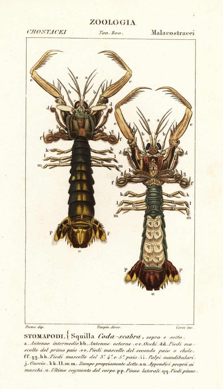 Fangschreckenkrebs, Lysiosquilla scabricauda von Corsi Corsi