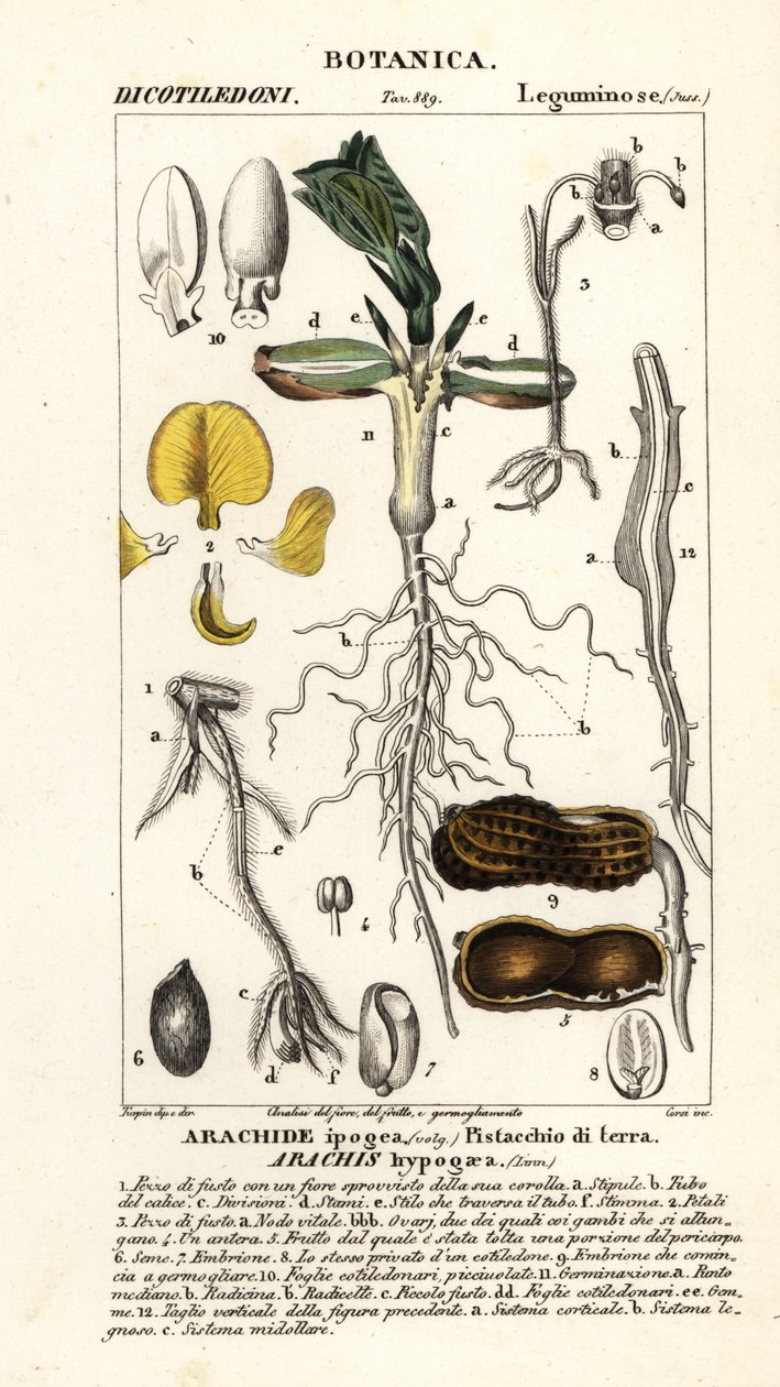 Erdnuss, Arachis hypogaea von Corsi Corsi