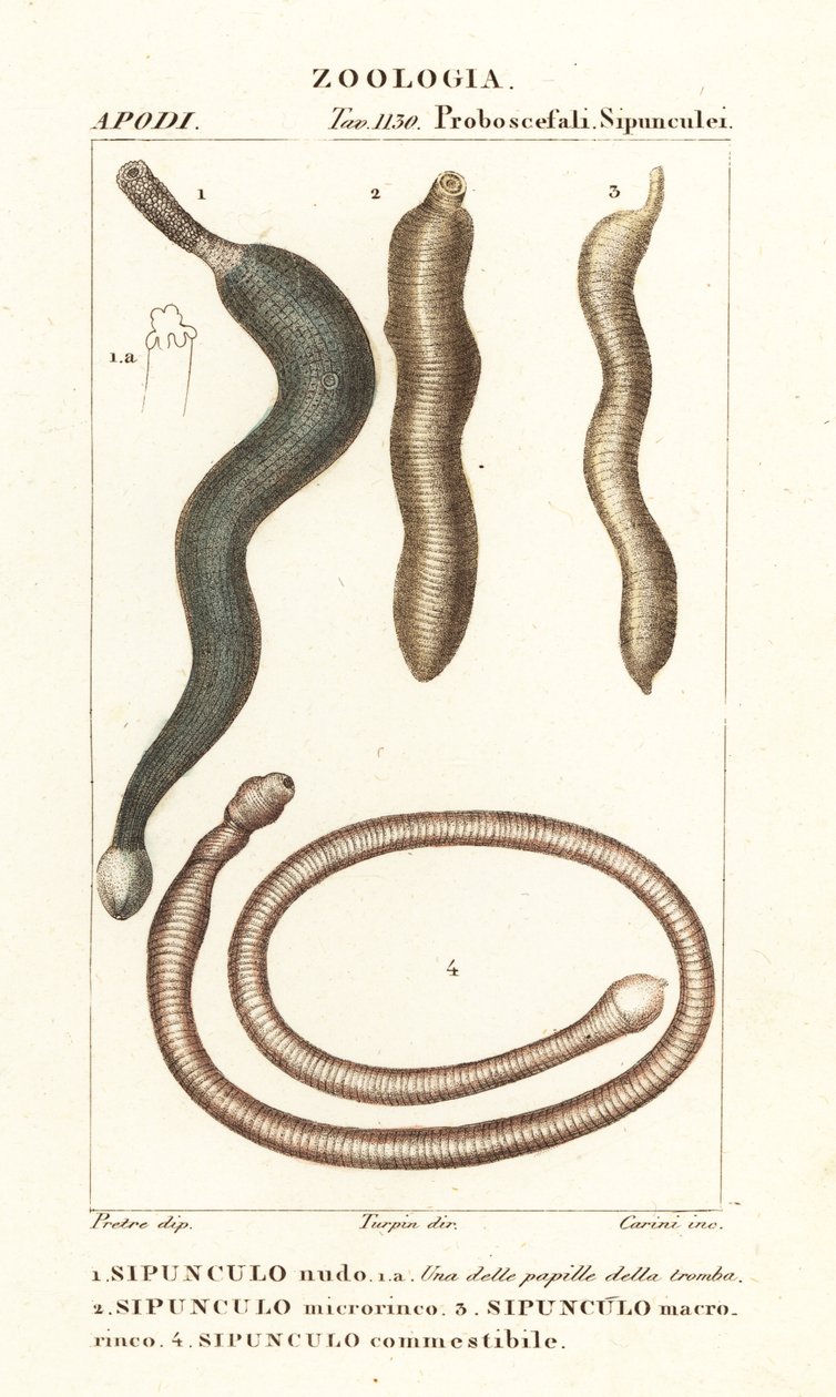 Erdnusswürmer, Sipunculus nudus 1, Siphonosoma cumanense 4, etc. von Corsi Corsi