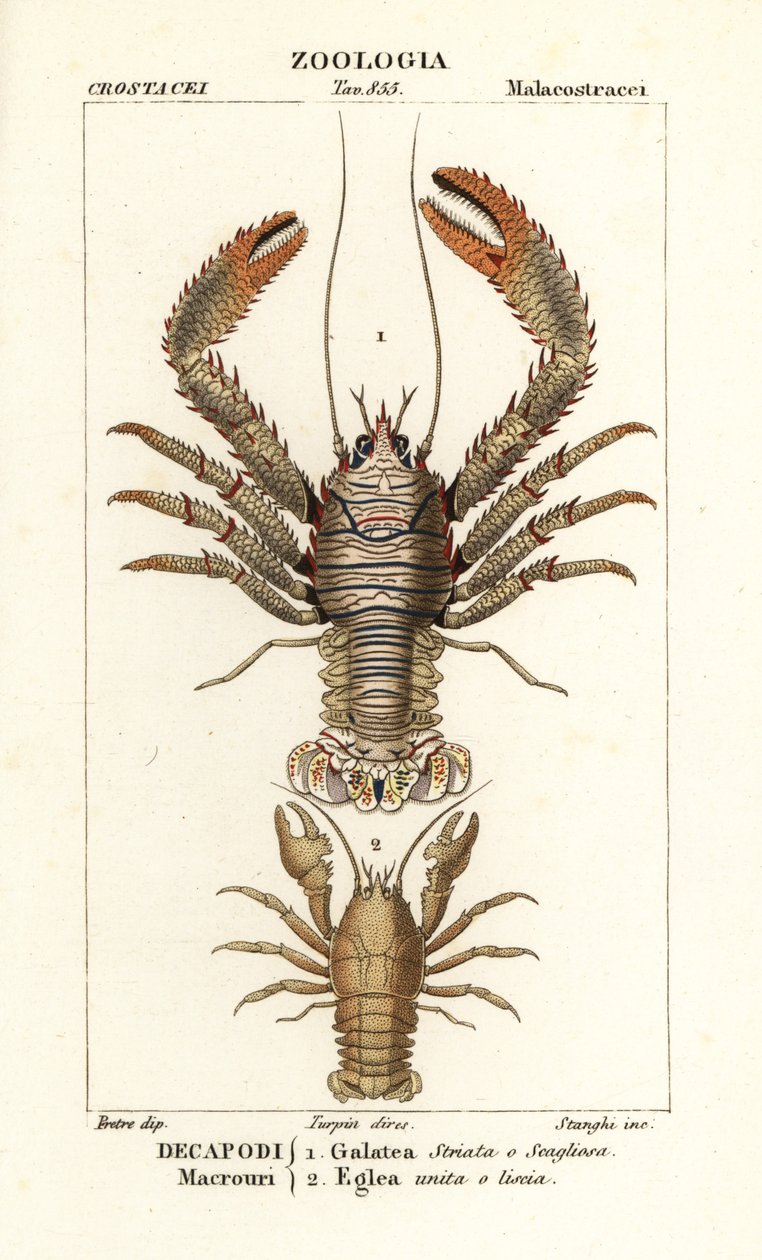 Kleine Languste, Galathea strigosa und Aegla laevis von Corsi Corsi