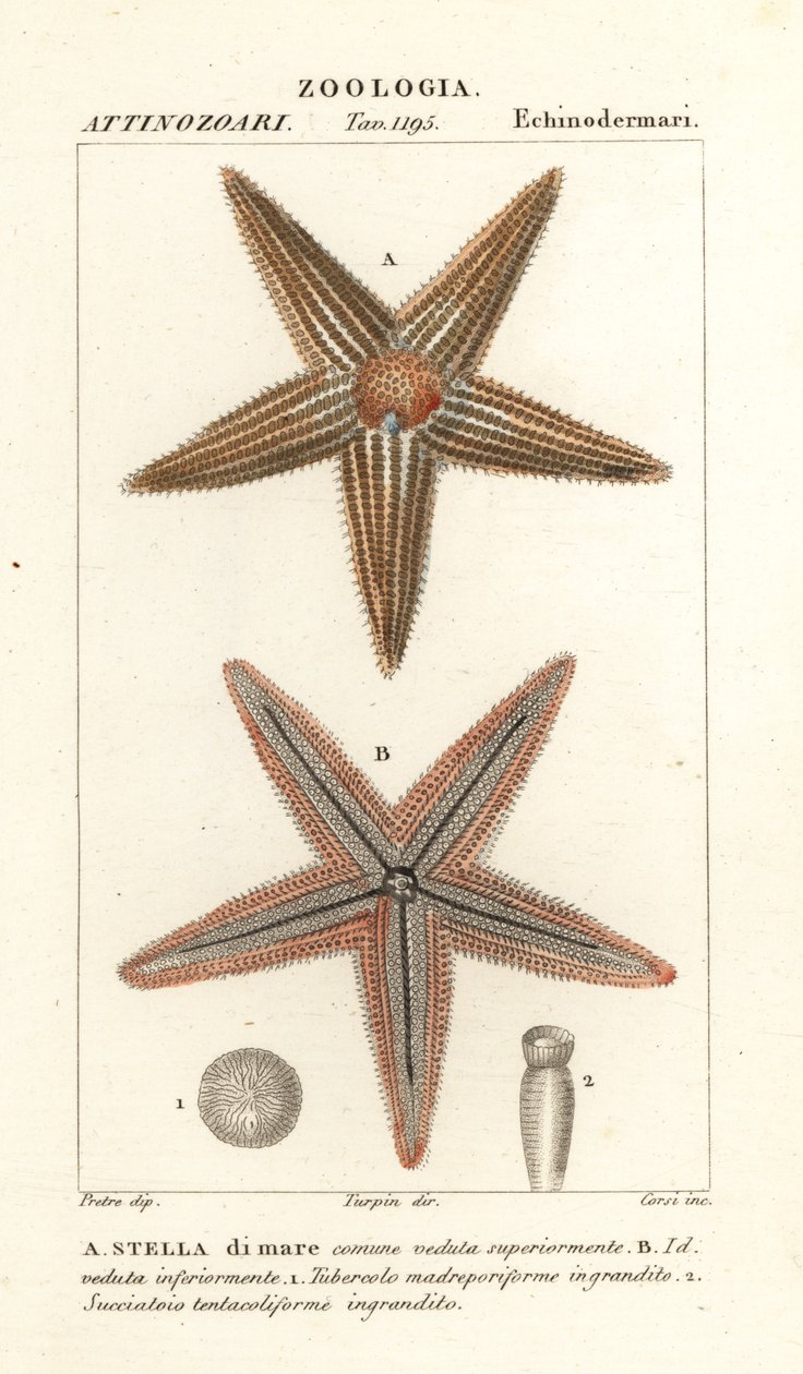 Seestern, Asterias rubens von Corsi Corsi