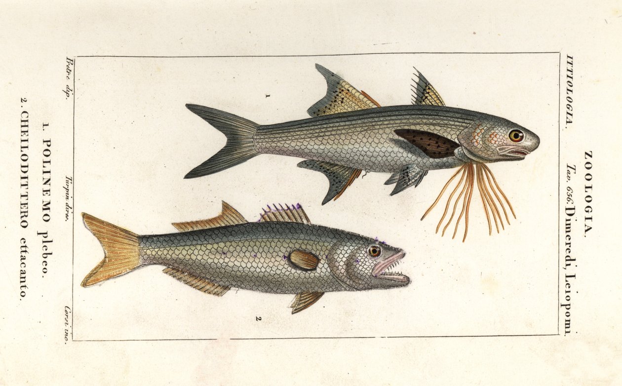 Gestreifter Fadenfisch und Blaufisch von Corsi Corsi