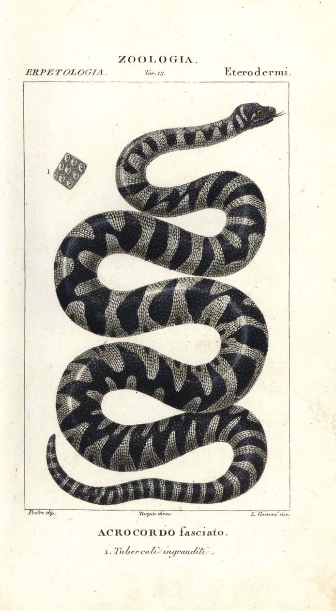 Warzenschlange oder kleine Feilenschlange, Acrochordus granulatus von Corsi Corsi