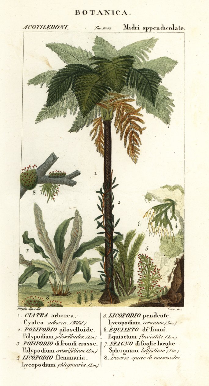 Westindischer Baumfarn, Cyathea arborea, Weinrebenfarn, Microgramma piloselloides, anmutiger Farn, Niphidium crassifolium, grober Quastenfarn, Huperzia phlegmaria, Hirschhorn-Bärlapp, Lycopodiella cernua, Wasser-Schachtelhalm von Corsi Corsi