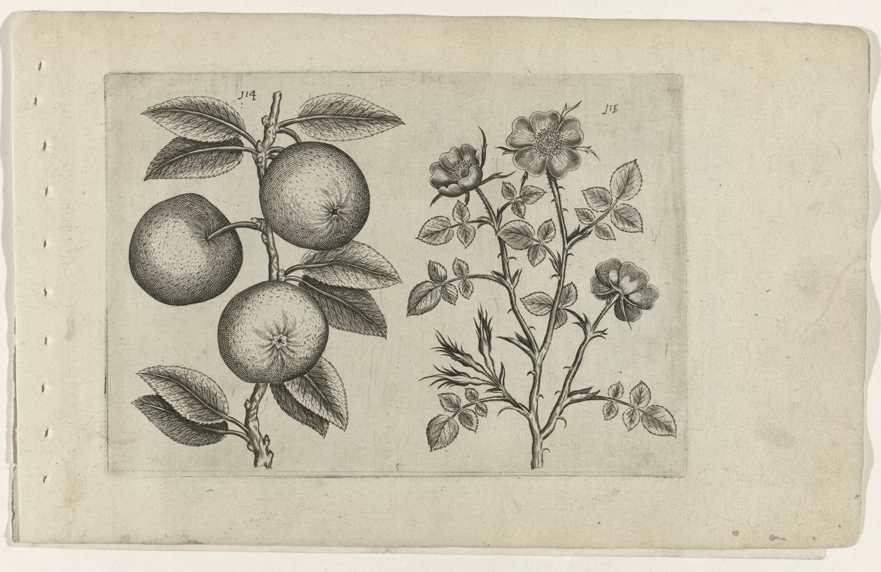 Apfel und Hundsrose Cognoscite lilia (Serientitel) von Crispijn van de Passe (I) (attributed to)