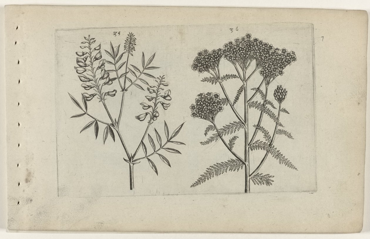 Boswikke en duizendblad von Crispijn van de Passe (I) (attributed to)