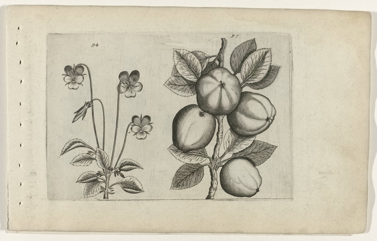 Driekleurig viooltje und Apfel von Crispijn van de Passe (I) (attributed to)