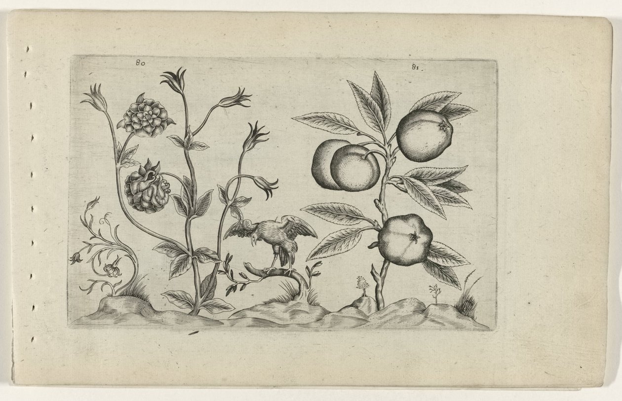 Akelei und Apfel von Crispijn van de Passe (I) (attributed to)