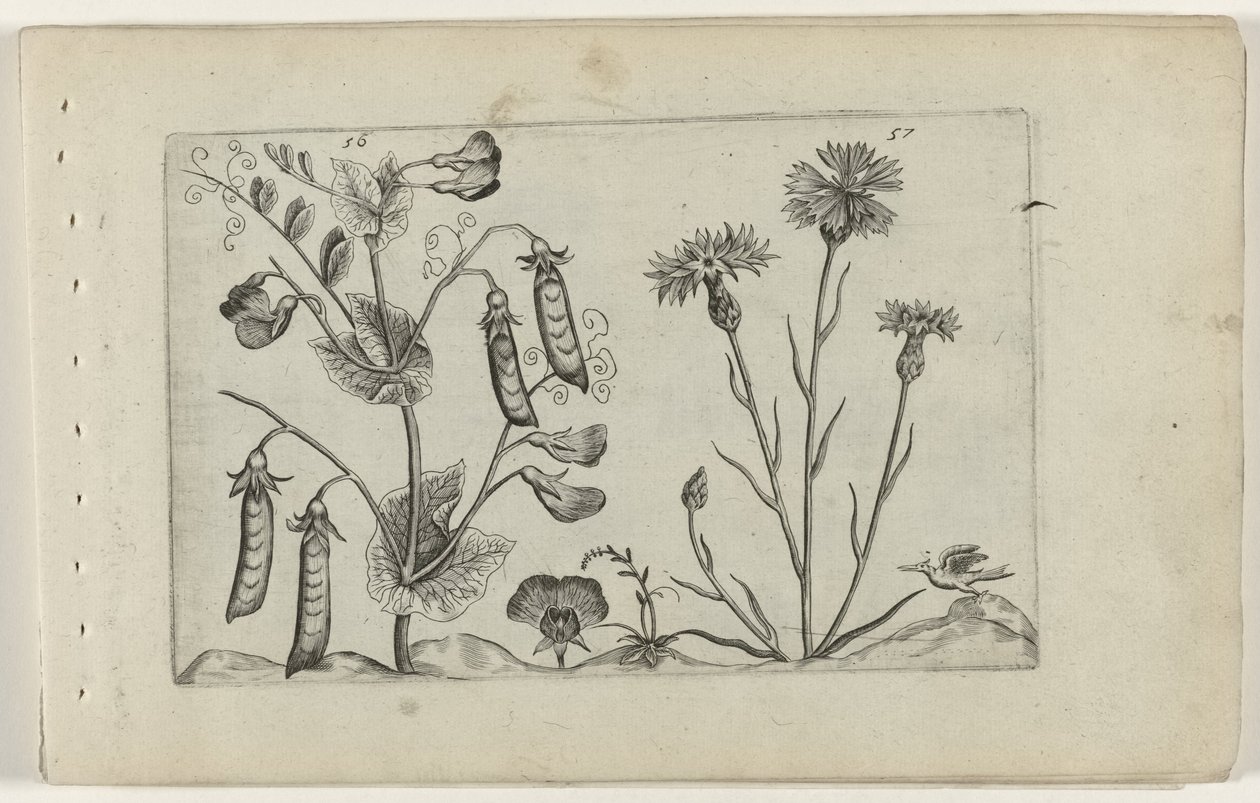 Erwt en korenbloem von Crispijn van de Passe (I) (attributed to)