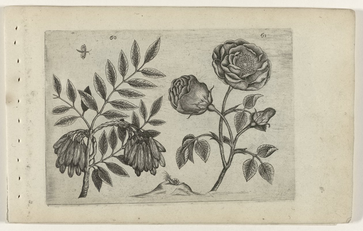 Es und Rose von Crispijn van de Passe (I) (attributed to)