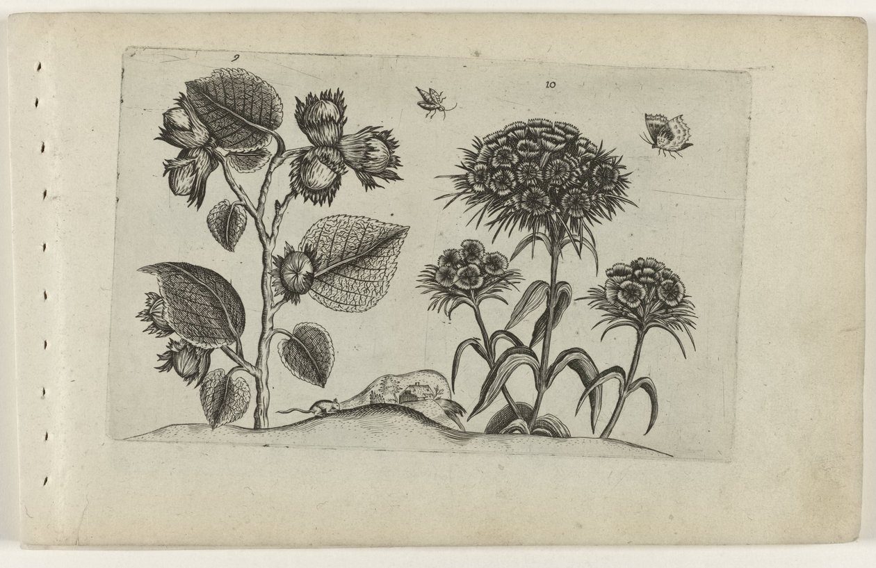 Haselzweig und Tausendschön von Crispijn van de Passe (I) (attributed to)