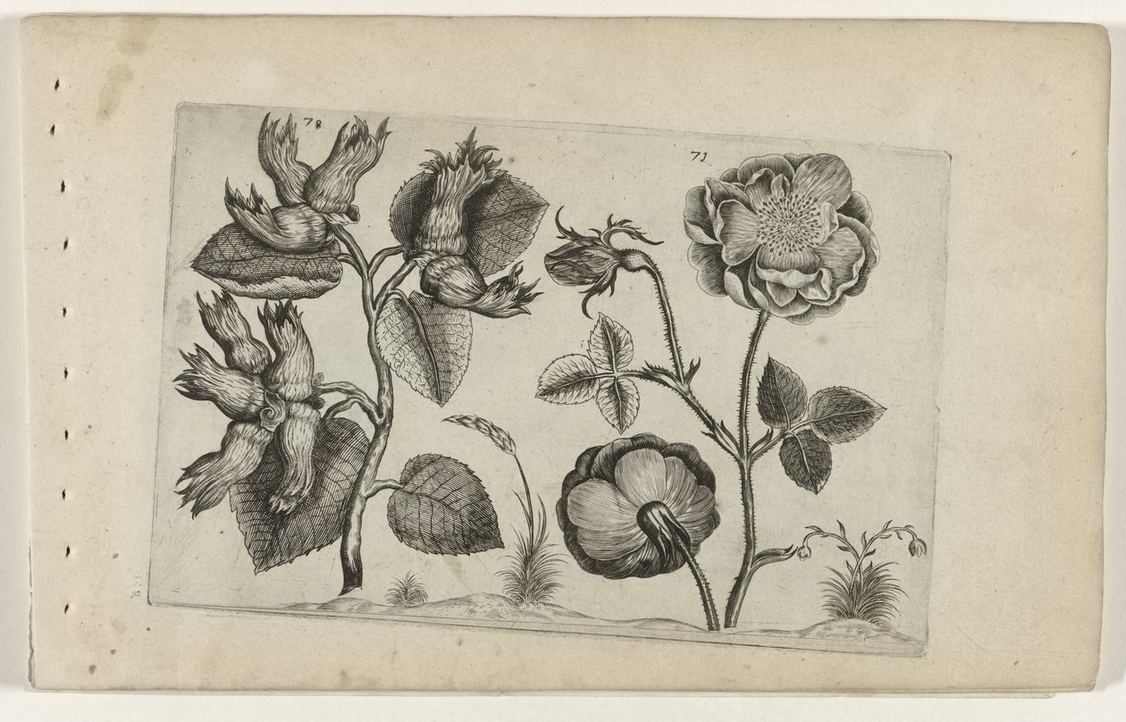 Hasel und Rose von Crispijn van de Passe (I) (attributed to)