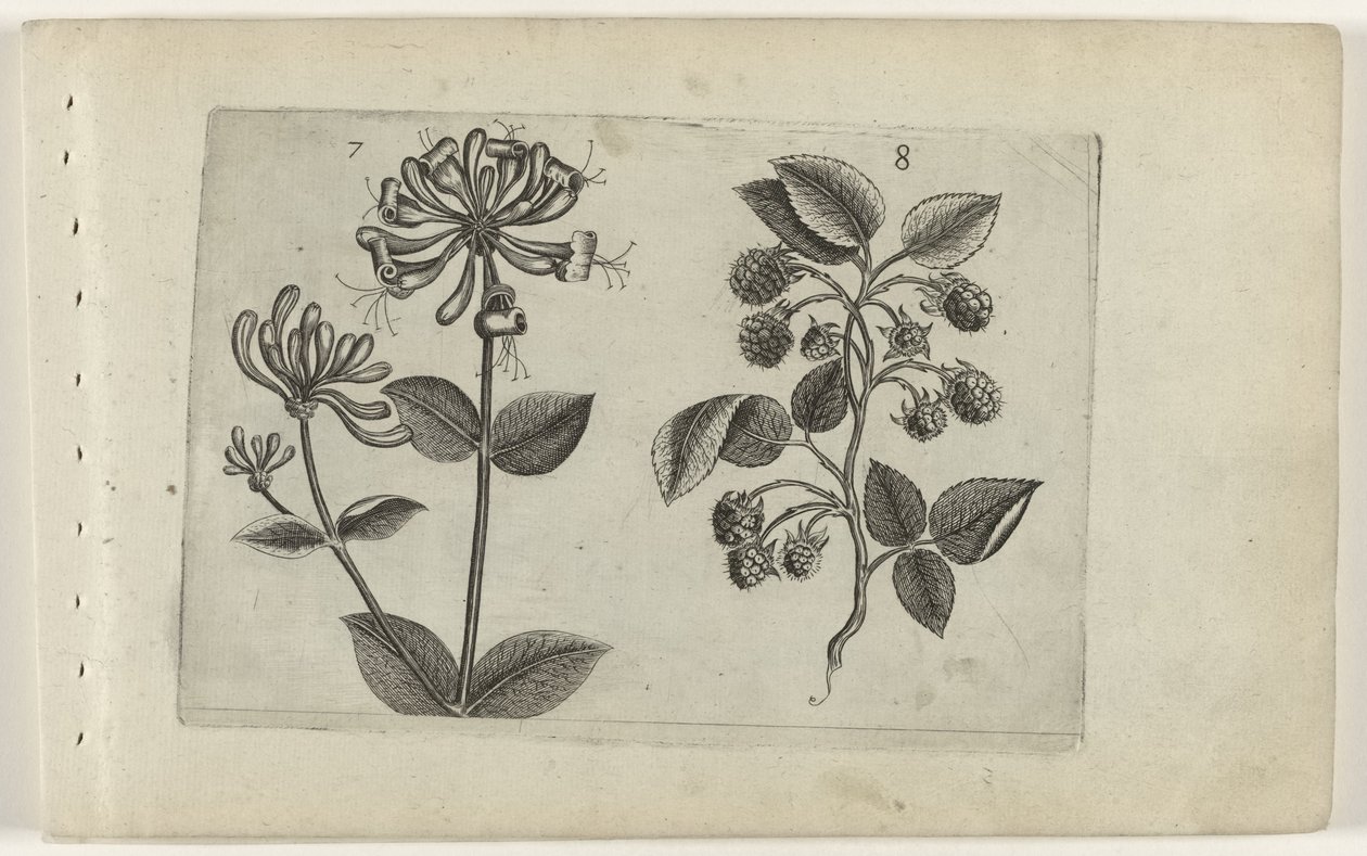 Geißblatt und Himbeere von Crispijn van de Passe (I) (attributed to)