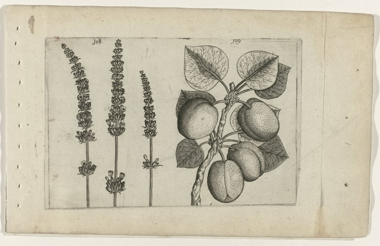 Lavendel und Aprikose von Crispijn van de Passe (I) (attributed to)