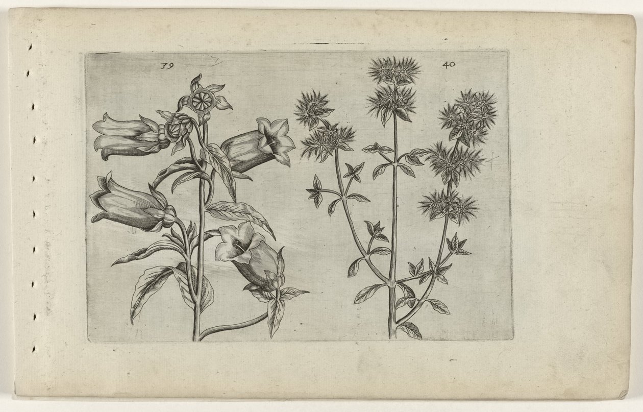 Maiglöckchen und Majoran von Crispijn van de Passe (I) (attributed to)