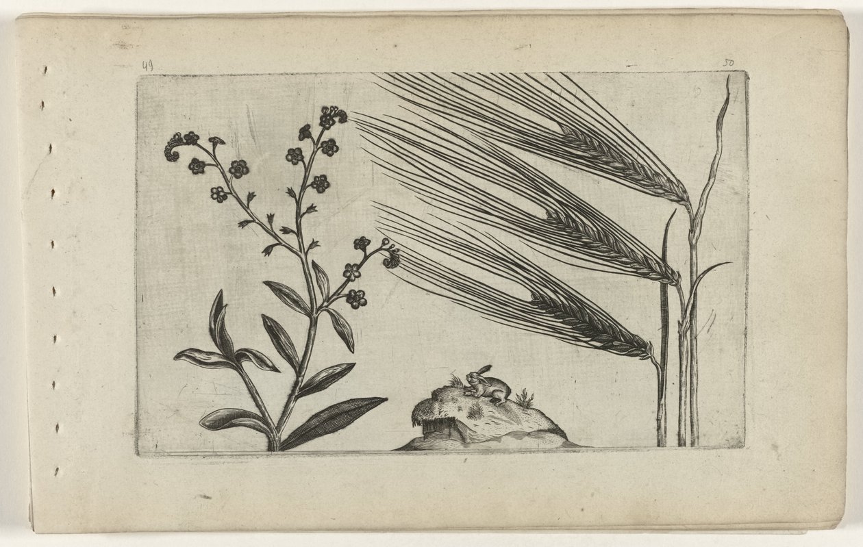 Sumpf-Vergissmeinnicht und Gerste von Crispijn van de Passe (I) (attributed to)