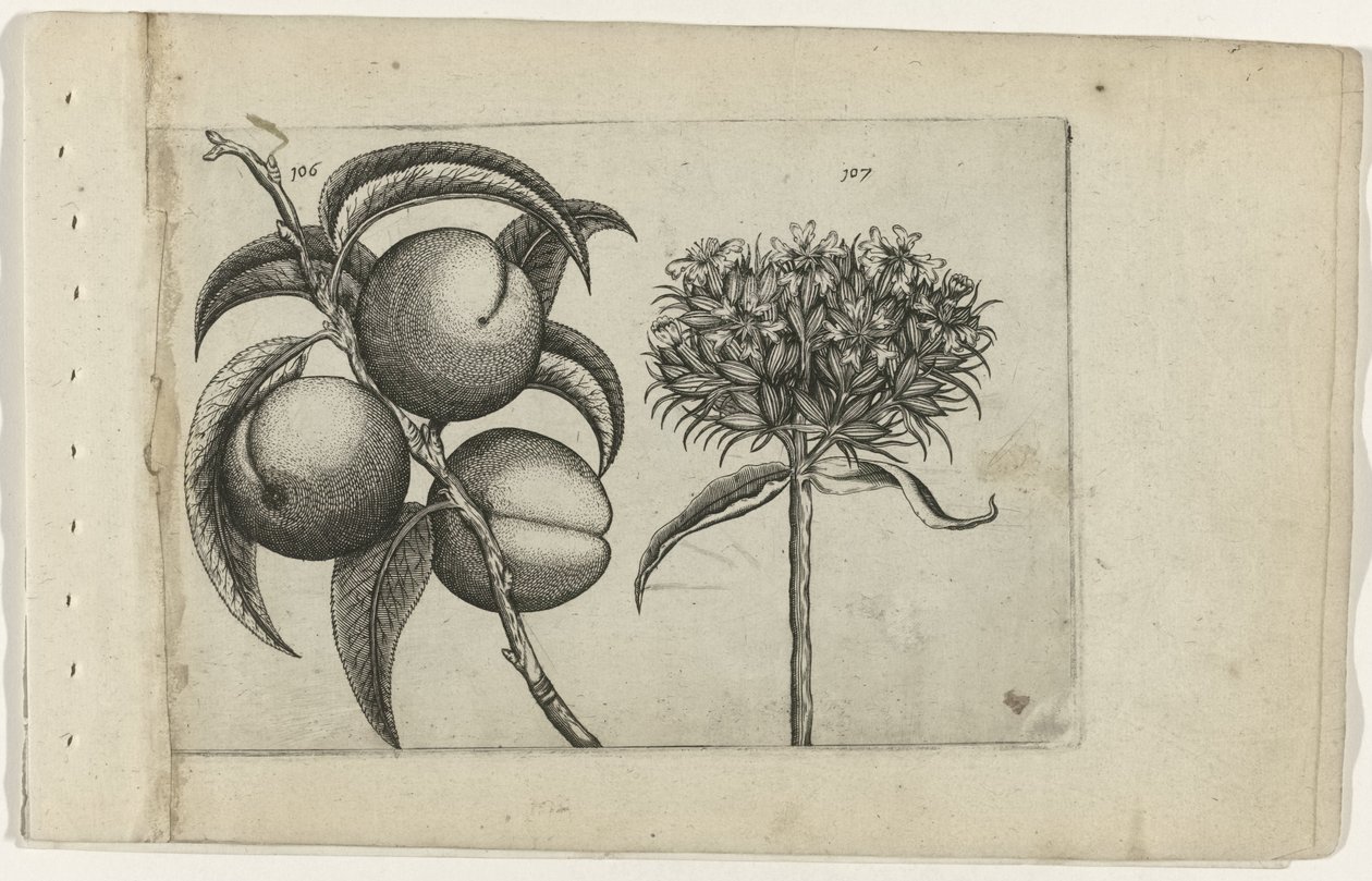 Pfirsich und brennende Liebe von Crispijn van de Passe (I) (attributed to)