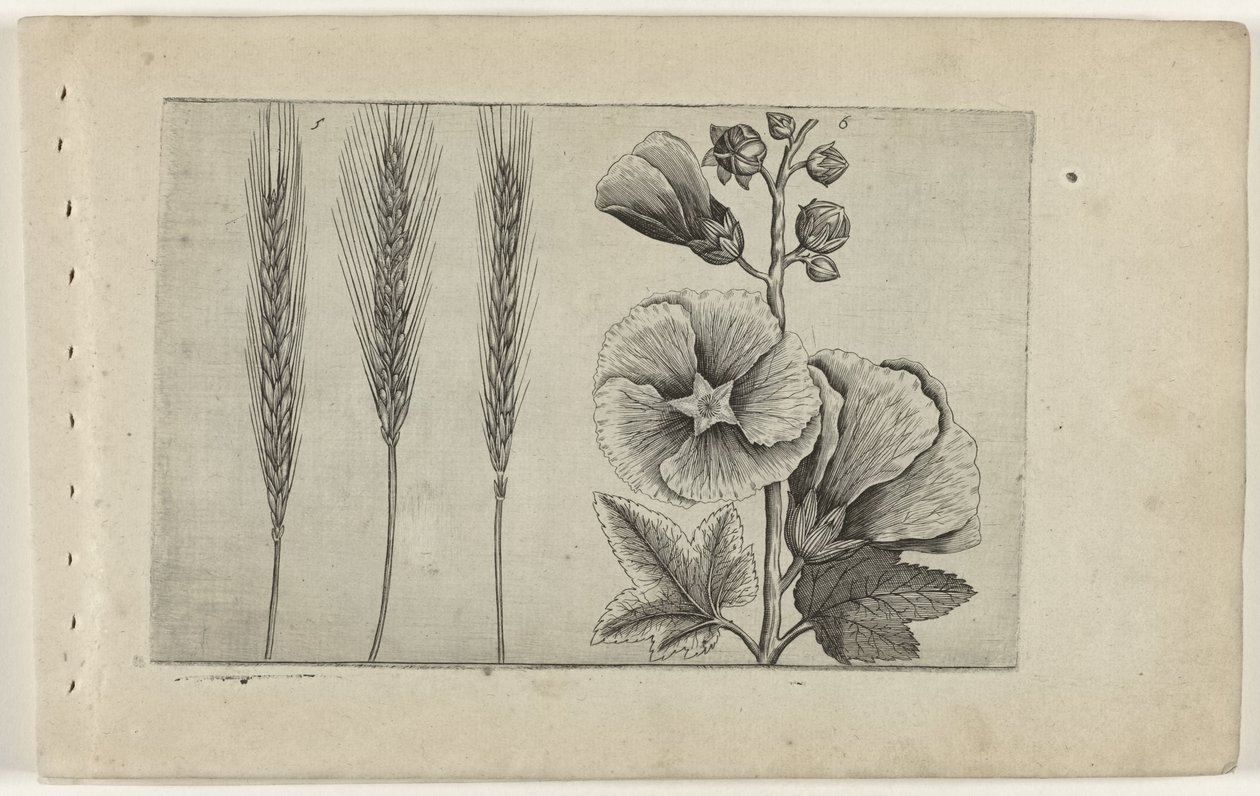 Roggen und Stockrose von Crispijn van de Passe (I) (attributed to)